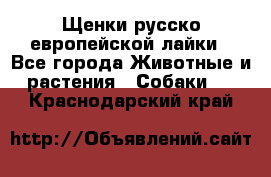 Щенки русско европейской лайки - Все города Животные и растения » Собаки   . Краснодарский край